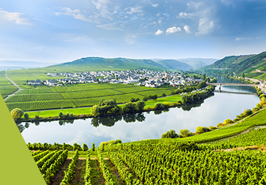 Riesling an der Mosel