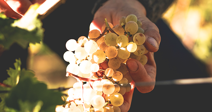 Fogt Chardonnay