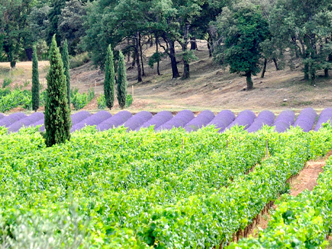Provence