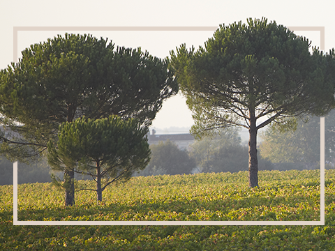 Flechas de los Andes