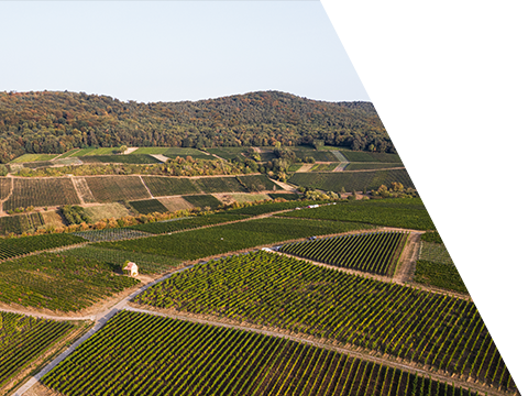 Weingut Jülg