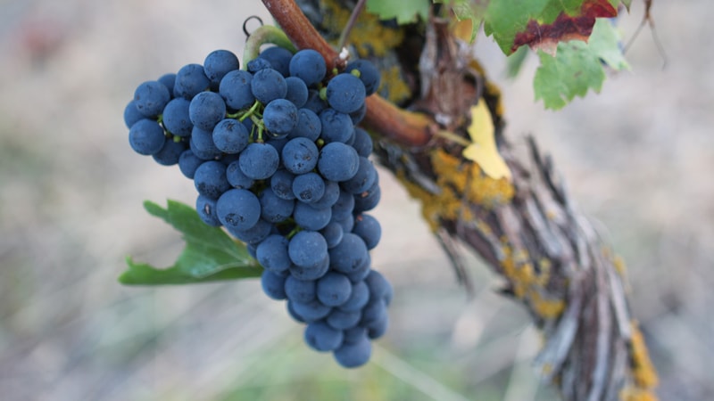 Selección Especial 2023 Casa Regalos Rebsorte