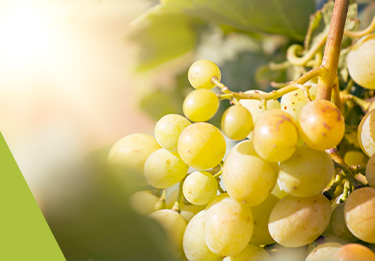Chardonnay Traube