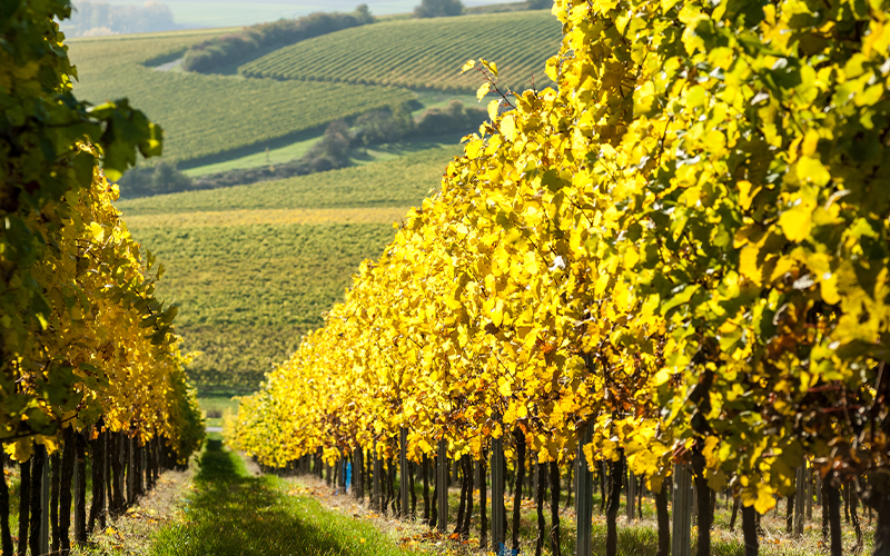 Rheinhessen