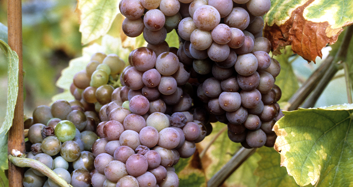 Pinot Grigio Rebe