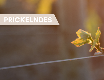 Prickelndes Entdecken