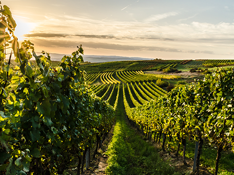 Rheinhessen Teaser