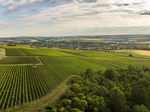 Dreissigacker Rheinhessen