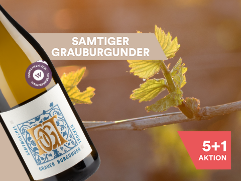 Samtmuschel Grauer Burgunder trocken 2025 Fogt