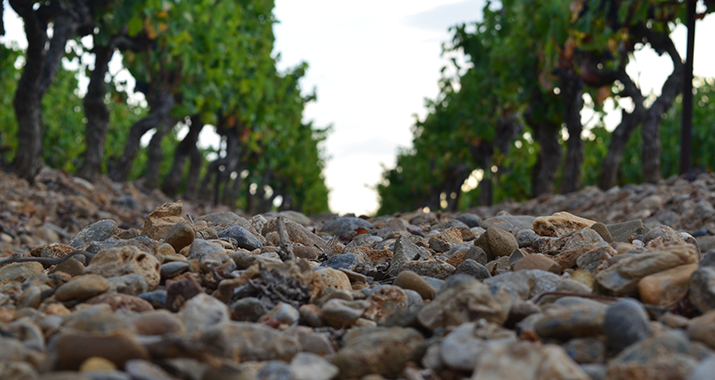 Boden im Languedoc