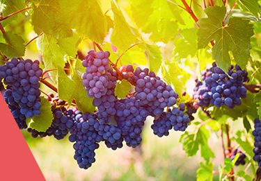 Montepulciano Teaser