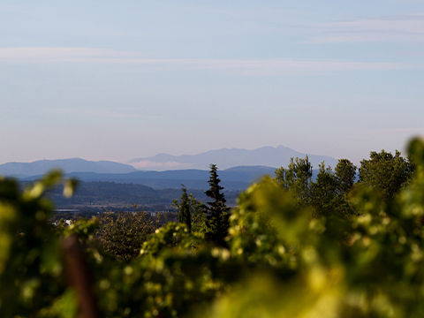 Languedoc-Roussillon