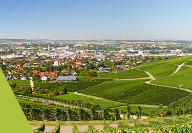 Weißburgunder