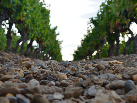 Boden im Languedoc