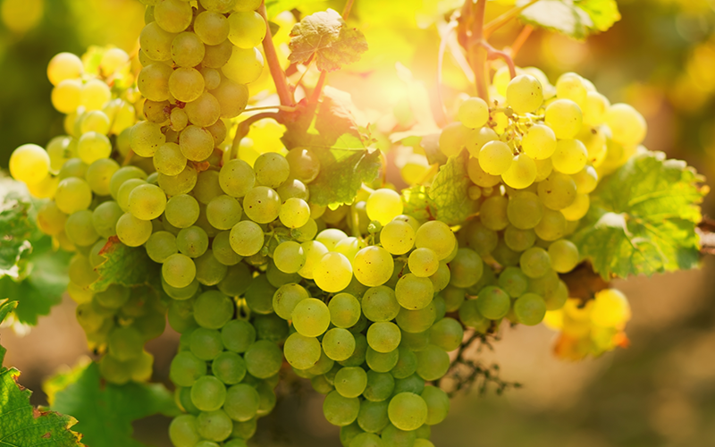 Silvaner