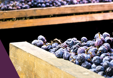 Amarone Trauben