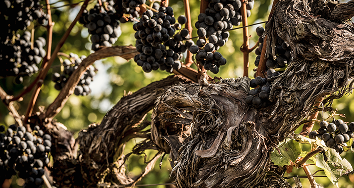 Merlot in der Pfalz
