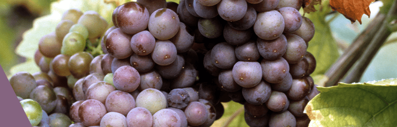 Pinot Grigio