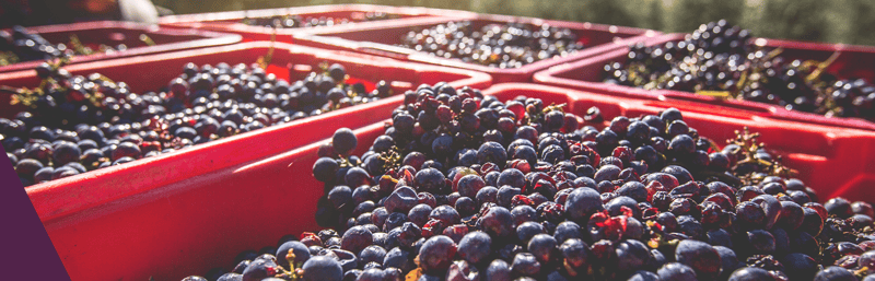 Cabernet Sauvignon