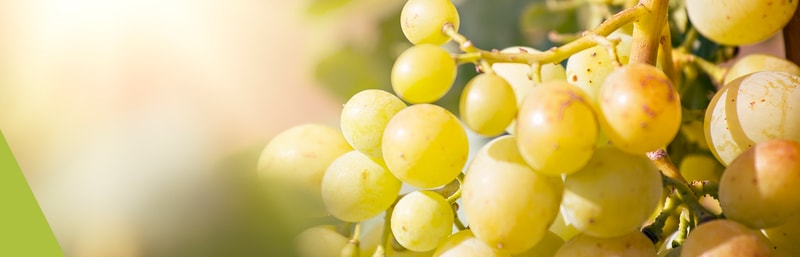 Chardonnay Traube