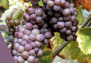 Pinot Grigio