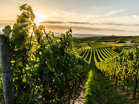 Peth-Wetz Rheinhessen