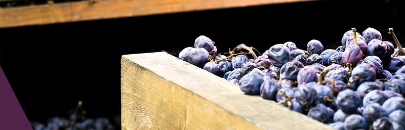 Amarone Trauben