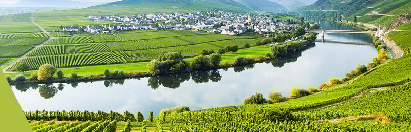 Riesling an der Mosel