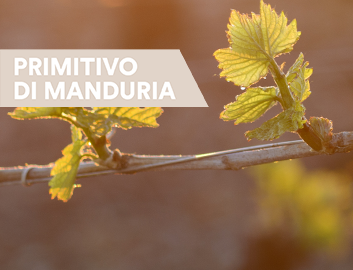 Primitivo di Manduria Entdecken