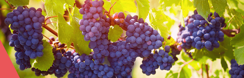 Montepulciano Teaser