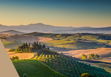 Weinberge Italien