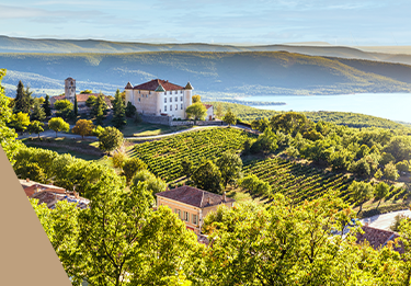 Frankreich Weinberg