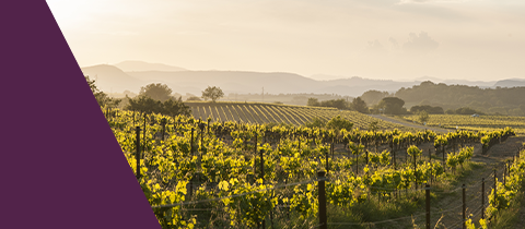 Domaine Moulin Saint-Jean