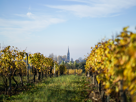 Les Capucins Franc Beauséjour Pauillac Weingut