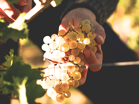 Fogt Chardonnay