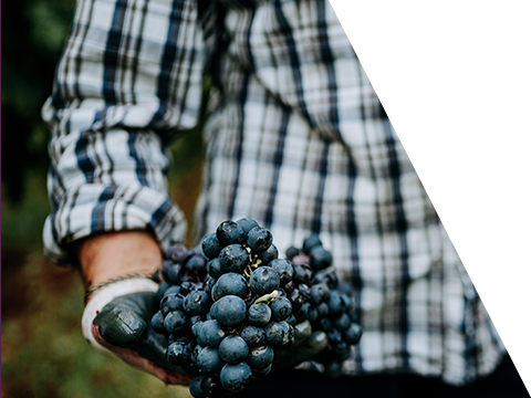 Primitivo Trauben