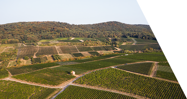 Weingut Jülg