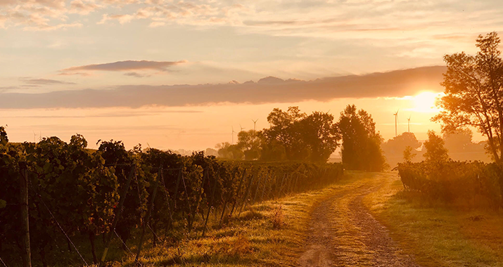 Grauburgunder Wertstück trocken 2024 Winter