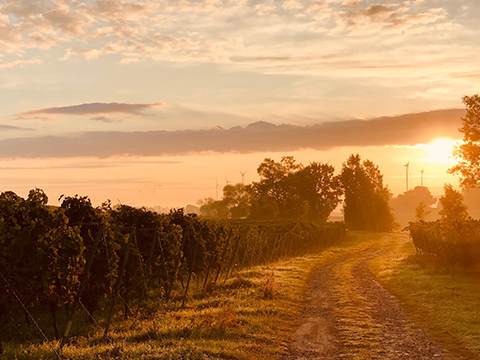 Grauburgunder Wertstück trocken 2024 Winter