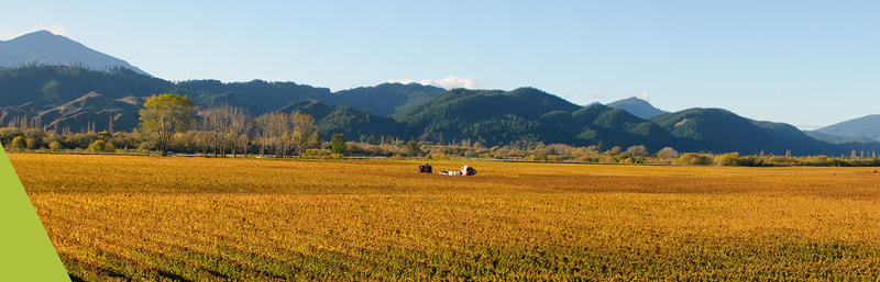 Sauvignon Blanc