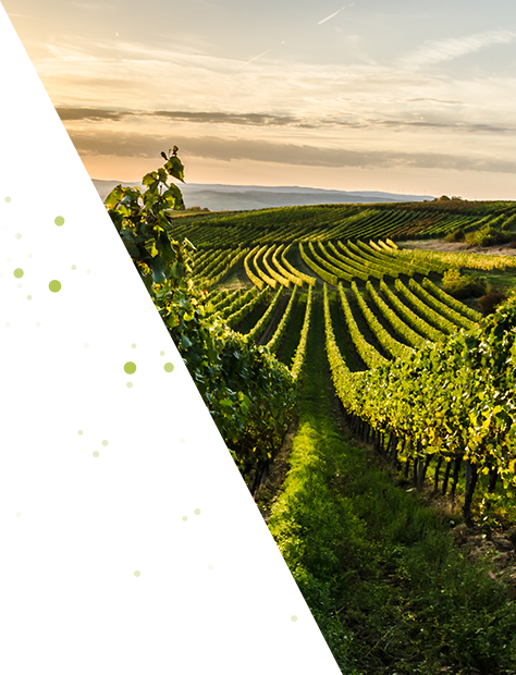 Rheinhessen Teaser