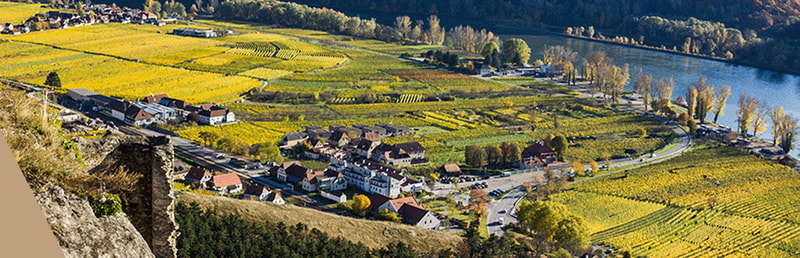 Grüner Veltliner