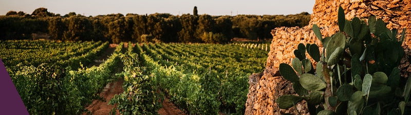 Weinberge Manduria