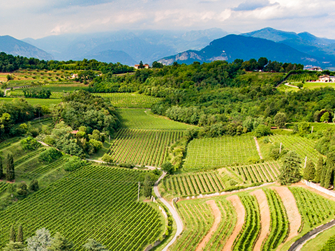 Wein aus der Lombardei