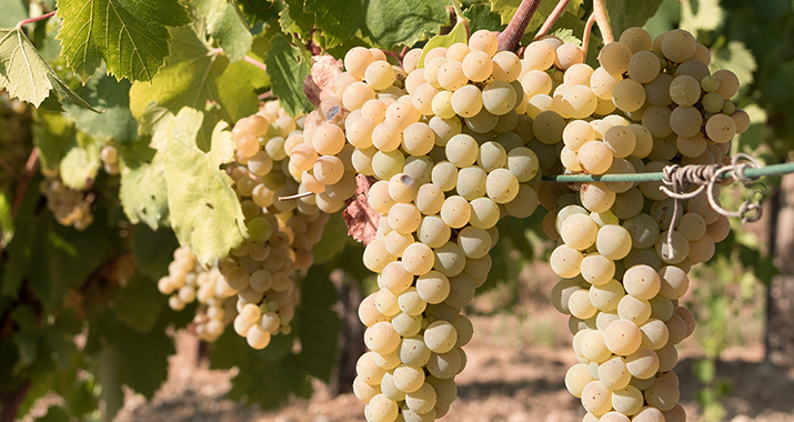 Garganega Trauben