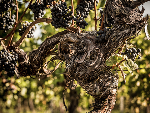 Merlot in der Pfalz