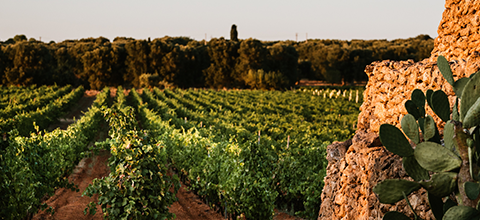 Sessantanni Primitivo di Manduria