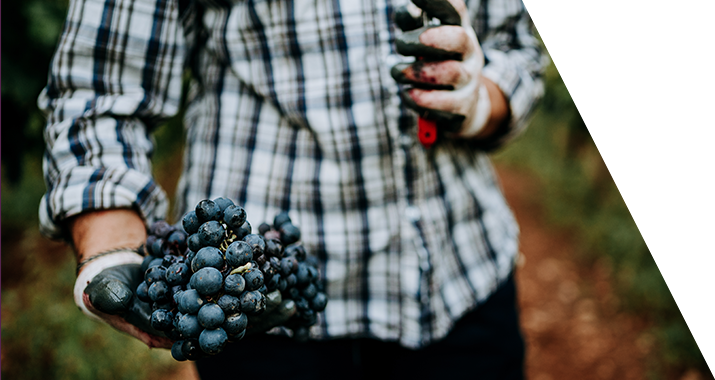 Primitivo Trauben