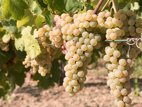 Rebsorte Garganega