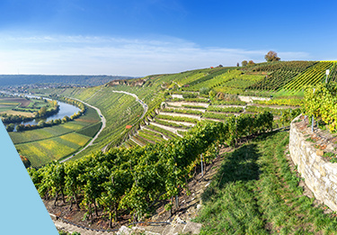 Weinberge Baden
